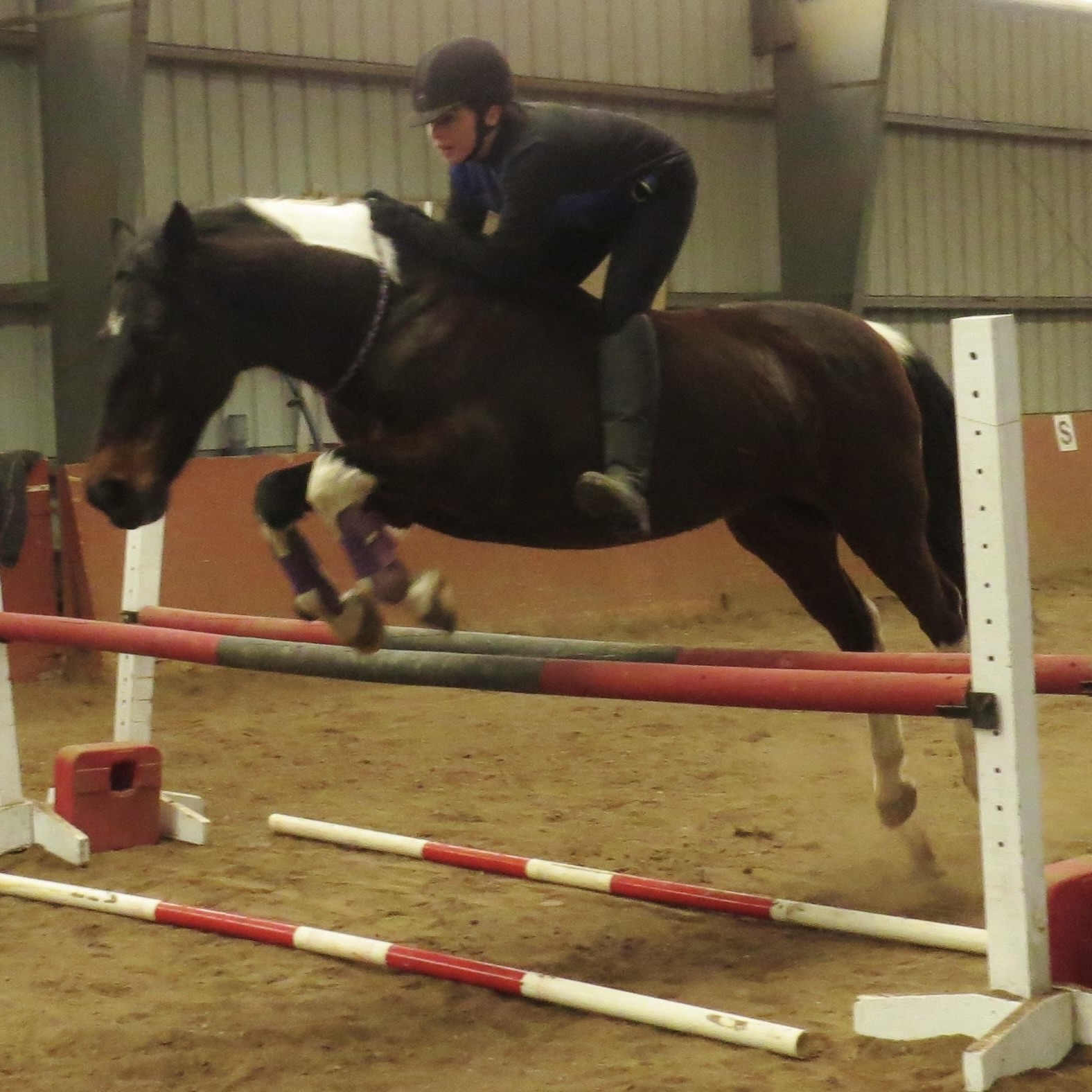 Bridleless Work with Dreamer